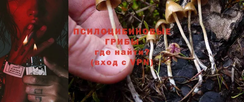 маркетплейс какой сайт  Новокубанск  Галлюциногенные грибы MAGIC MUSHROOMS  дарнет шоп 